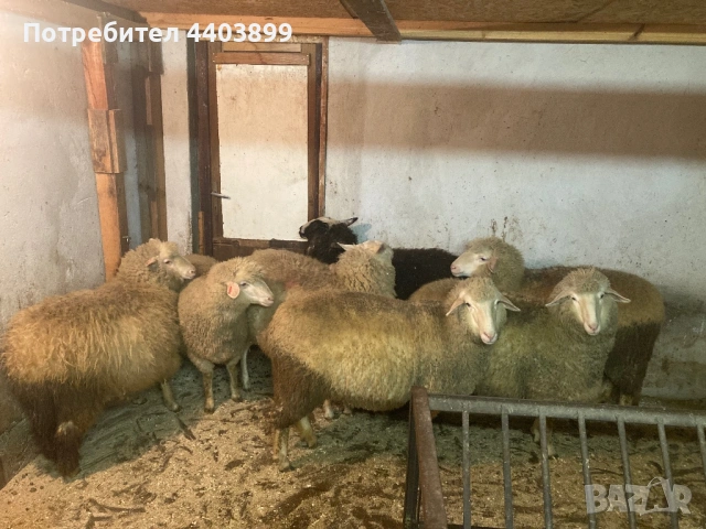 8 Броя млади овце, снимка 4 - Овце - 53576523