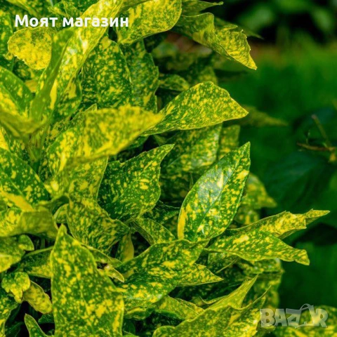 Аукуба - aucuba, снимка 3 - Градински цветя и растения - 53650411