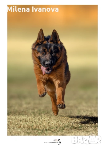 Мъжка немска овчарка с родословие, снимка 11 - Немска овчарка - 53506474
