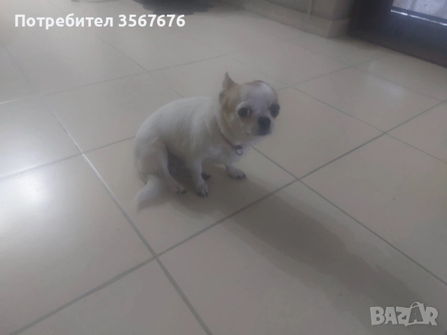 Чихуахуа мини момиче, снимка 7 - Чихуахуа - 53341758