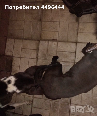 Продавам родословни питбулчета, снимка 2 - Питбул - 53248650