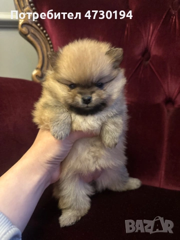 Pomeran mini , снимка 2 - Померан - 53387121