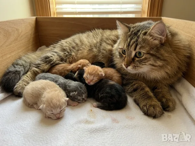 Сибирски котенца, сибирче, хипоалергично, коте, сибирска котка, снимка 18 - Сибирски - 56132083
