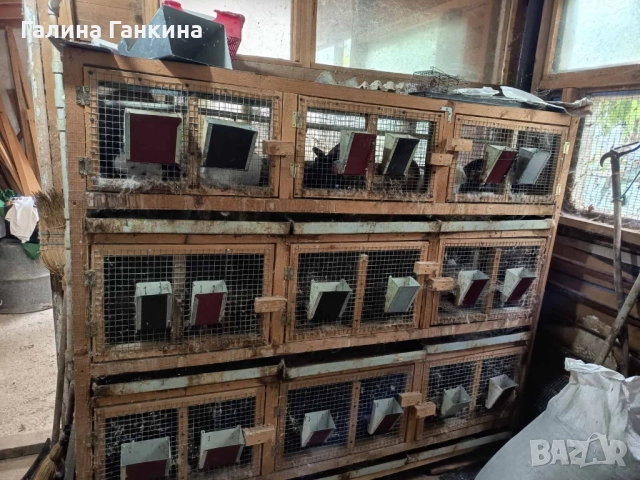 Зайци за Разплод , снимка 2 - Други - 52070055