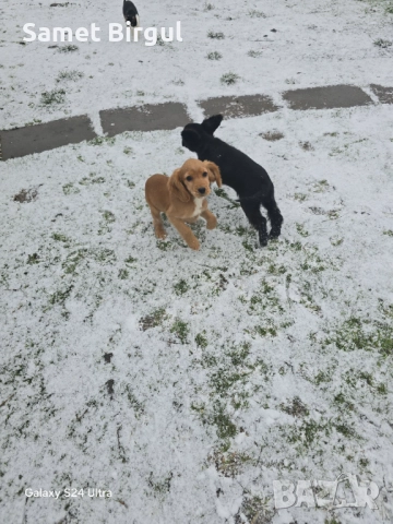 Koker Jenskisa 3 meseca , снимка 2 - Кокер шпаньол - 52924801