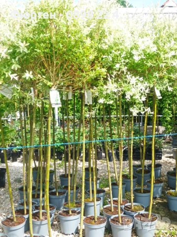 Японска върба Salix Hakuro Nishiki - Фламинго, снимка 10 - Разсади - 53489657