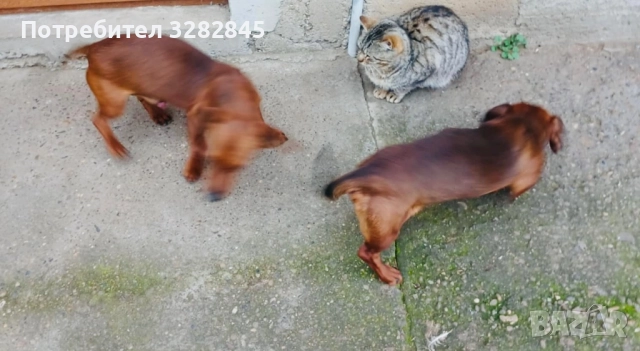 Мини дакели 