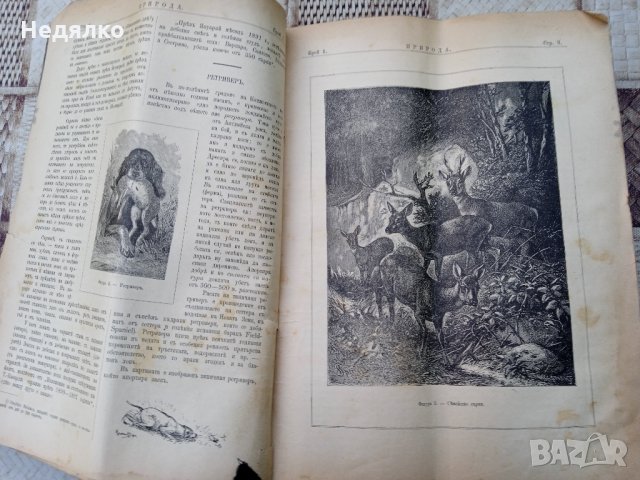 Списание "Природа",Първи брой,1893г., снимка 10 - Антикварни и старинни предмети - 35869889