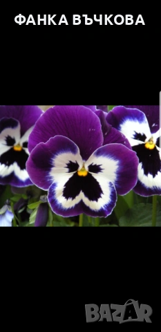 РАЗСАД ТЕМЕНУЖКИ, снимка 11 - Градински цветя и растения - 53864705