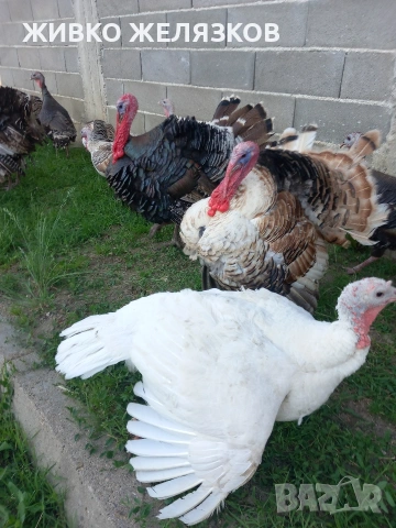 Продавам , домашно-отгледани пуйки,пуяци,петли и кокошки,  за разплод  