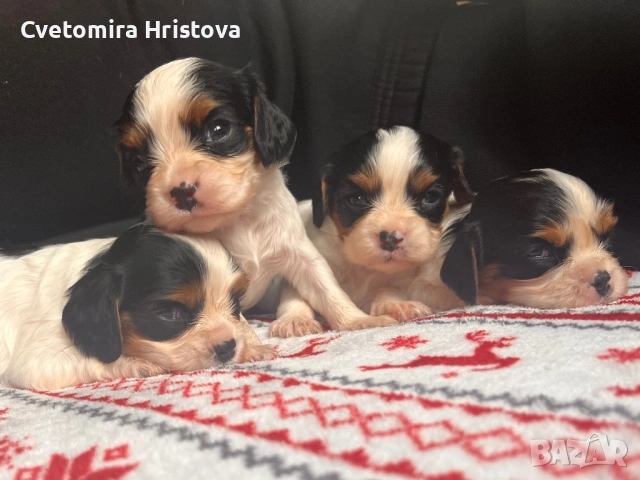 Кавалер кинг шпаньол , снимка 5 - Кавалер кинг чарлз шпаньол - 53327364