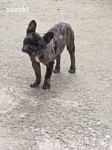 френски булдог мерле