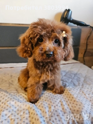 Миниатюрно той пуделче на 7 месеца, момиченце. , снимка 3 - Пудели - 53166399