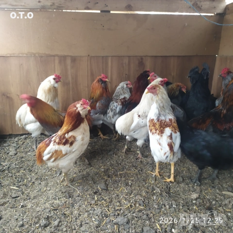 Петли Аракуана, стават и за клане.От 2 до 3кг