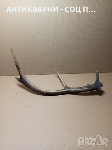 Стар Голям Единичен Еленски Рог Рога., снимка 3 - Антикварни и старинни предмети - 51321602