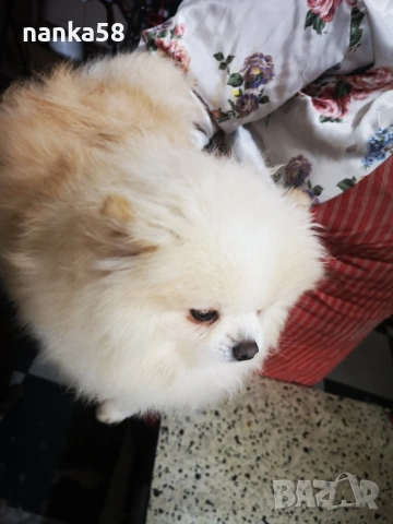 Продавам померанка