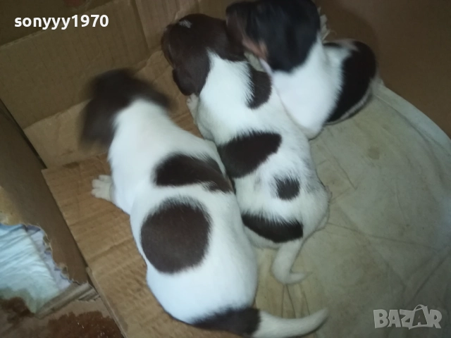 ПРОДАВАМЕ КУТРЕТА-ДЖАК РЪСЕЛ 250ЛВ ЗА 1БР 0309250738, снимка 4 - Джак ръсел териер - 51587007