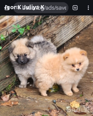 Померан мини шпицове 