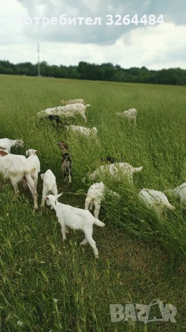 Продавам кози ббм, снимка 1