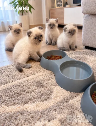 Шотландски котета Колорпойнт 