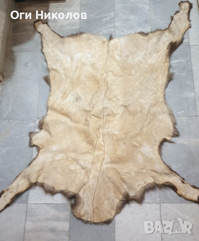 Дивечова кожа, снимка 8 - Антикварни и старинни предмети - 53218482