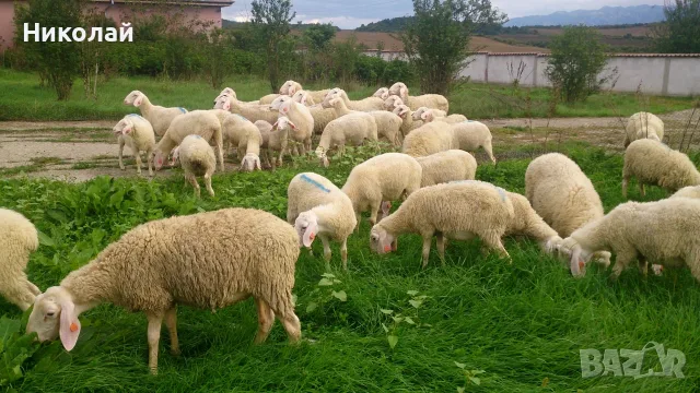 Продавам мъжки и женски животни порода Асаф, снимка 5 - Овце - 55840518