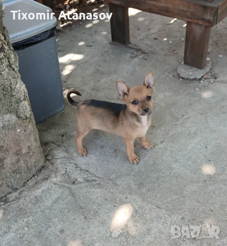 Пинчер.         ., снимка 3 - Пинчер - 55854224