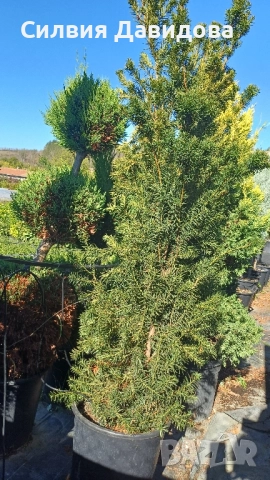 Тис, снимка 4 - Градински цветя и растения - 52501681