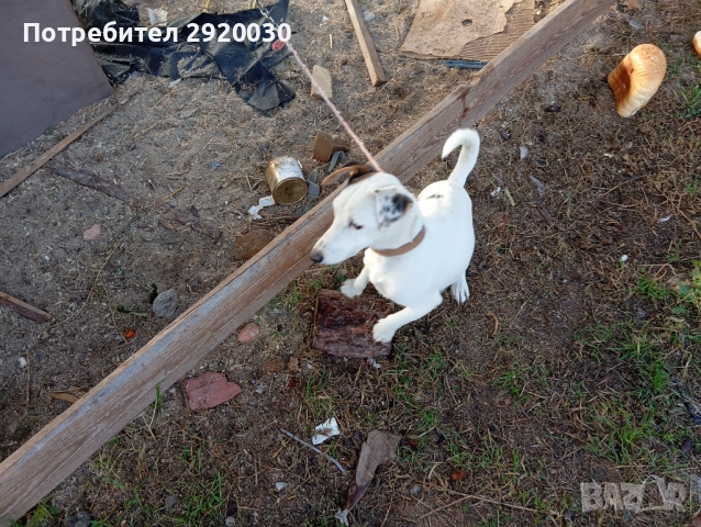 Кученца, снимка 6 - Други - 52457574