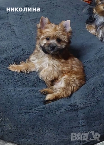 Йоркширски териер , снимка 5 - Йоркширски териер - 53417692