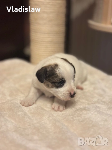 Джак ръсел бебета, снимка 3 - Джак ръсел териер - 53292063