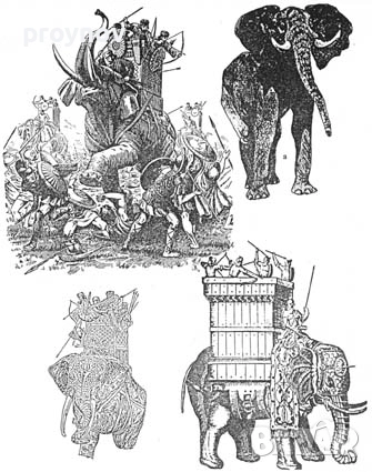 Копие за слонове, снимка 3 - Антикварни и старинни предмети - 52430827