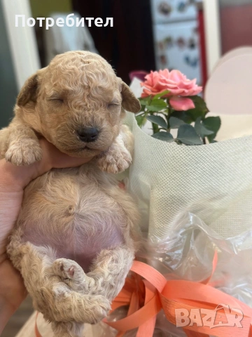 Той пуделчета, снимка 3 - Пудели - 53703169