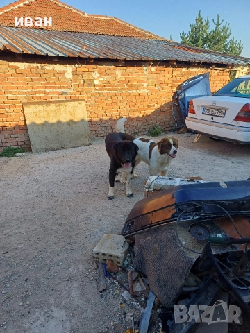 бок каракачанка , снимка 5 - Каракачанска овчарка - 52791726