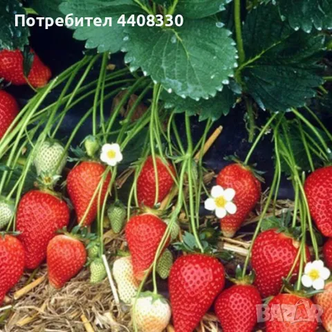 Prodavam koreni razsad celogodishen sort Iskiq