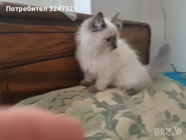 СИБИРКИ РИГДОЛ.., снимка 2 - Сибирски - 56259689