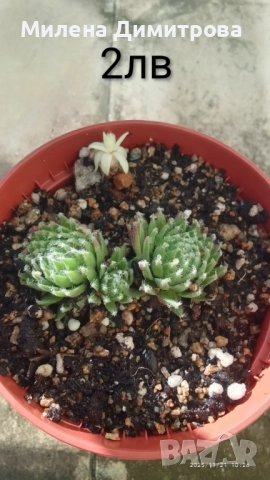 Семпервивум - дебелец различни сортове , снимка 16 - Градински цветя и растения - 52001936
