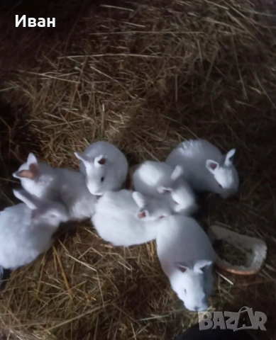 Калифорнийски зайци