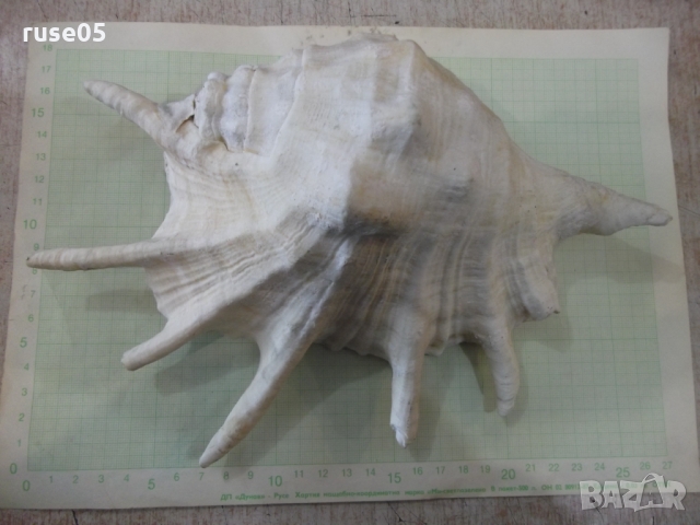 Раковина - 23, снимка 4 - Други ценни предмети - 36038470