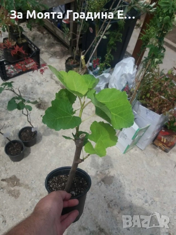 Смокиня - няколко сорта в обявата , снимка 7 - Градински цветя и растения - 53618952