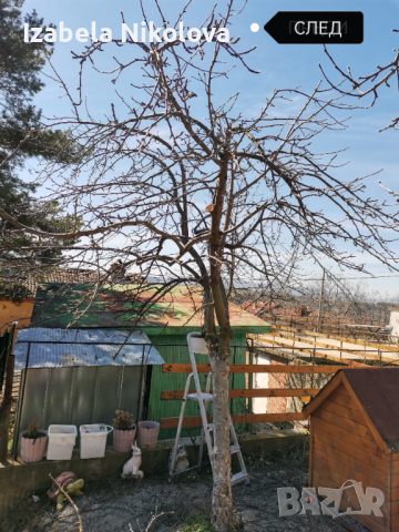 Подрязване на овощни дръвчета , снимка 3 - Градински цветя и растения - 44363459