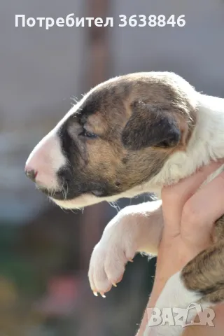 Бул териер, снимка 6 - Други - 49306264