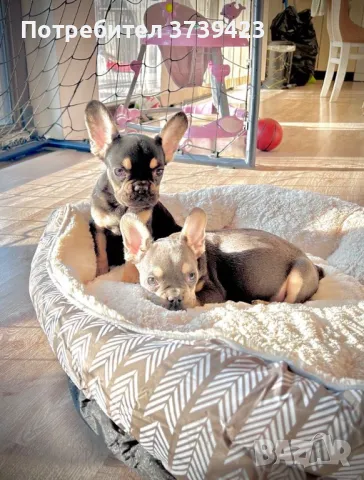 Френски Булдочета , снимка 1