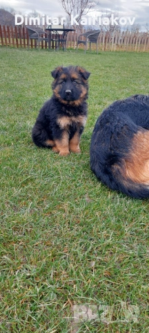 Немска овчарка