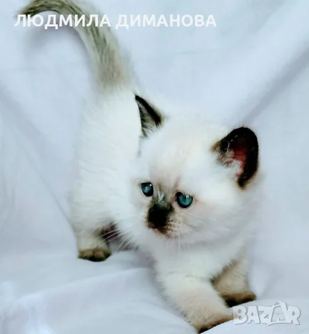 Шотландско колорпойнт момиче. , снимка 2 - Британска късокосместа - 56335914
