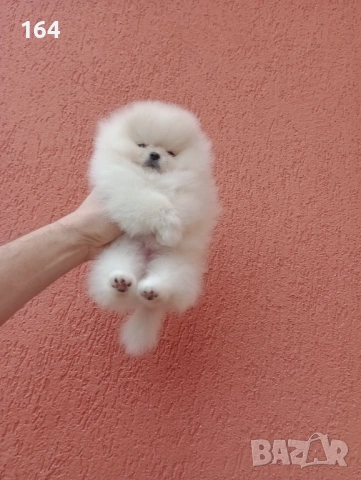 Миниатюрно мини момиченце. Померан. Реални снимки от 24.01.26 г., снимка 2 - Померан - 53209760