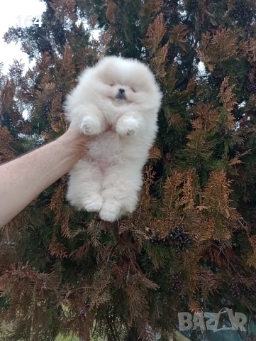 Женски Померан. Реални снимки от днес , снимка 5 - Померан - 53210242