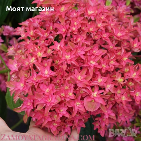 Хортензия - Принцеса Даяна, снимка 3 - Градински цветя и растения - 53646048