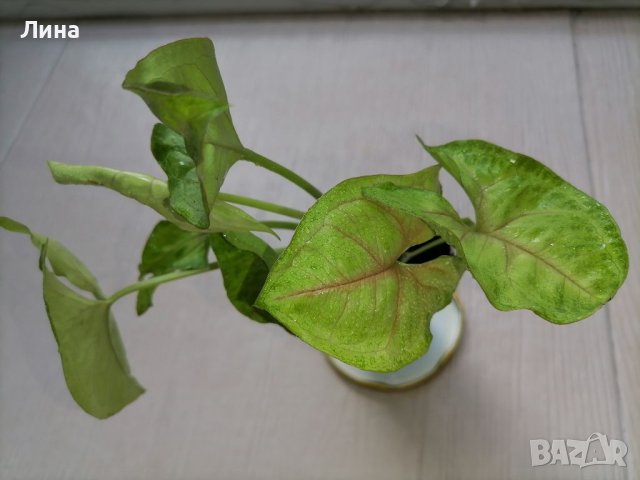 Сингониум/Syngonium Mango Allusion/ a, снимка 2 - Стайни растения - 41419992