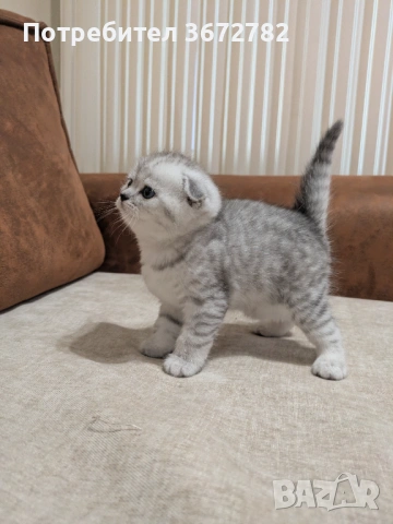 Шотландски клепоухи женски котенца родени на 24 декември , снимка 4 - Британска късокосместа - 53357023